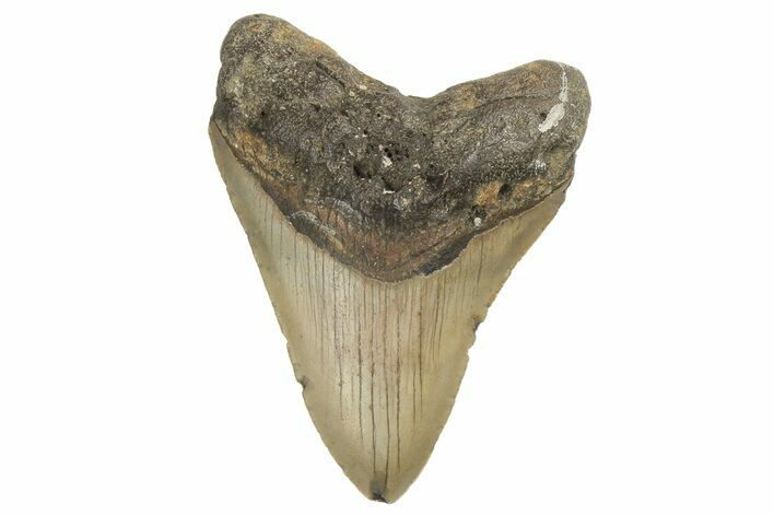 Fossil Megalodon Tooth - North Carolina #190785